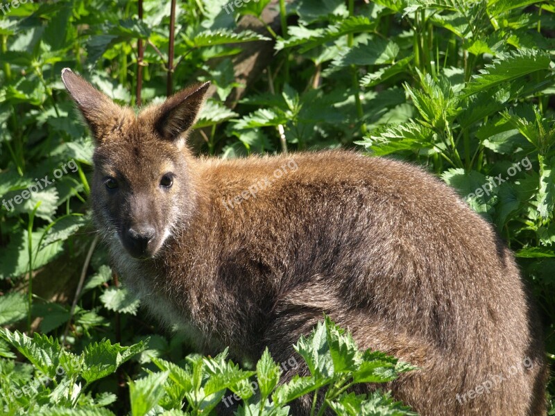 Kangaroo Nature Animal Free Photos