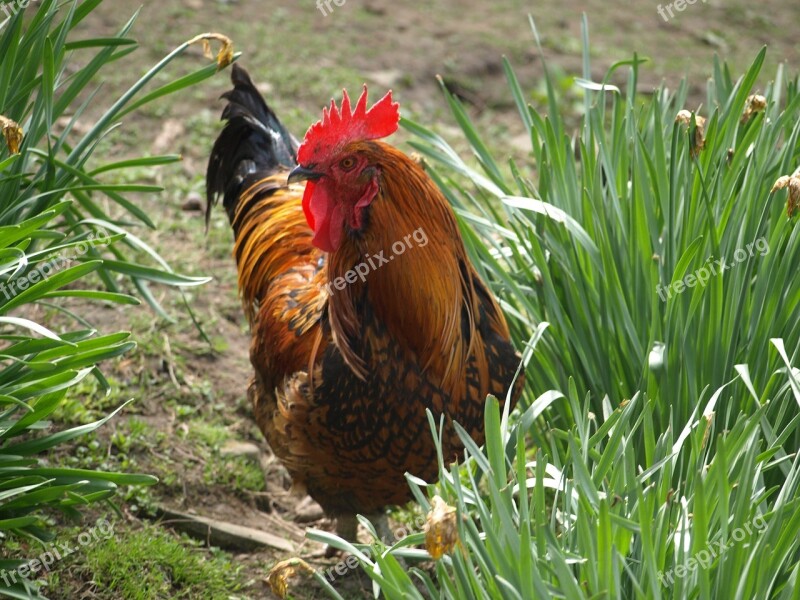 Cock Poultry Feather Pet Hen