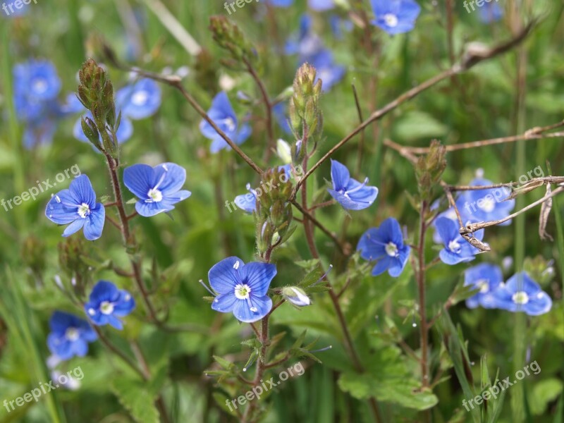 Veronica Flower Blue Meadow Free Photos