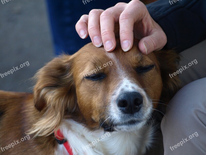 Dog Stroking Love Free Photos