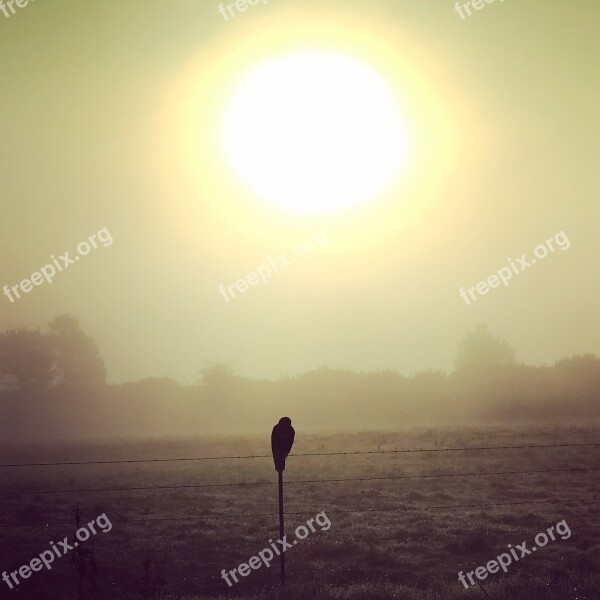 Raising Sun Falcon Prairie Sun Free Photos