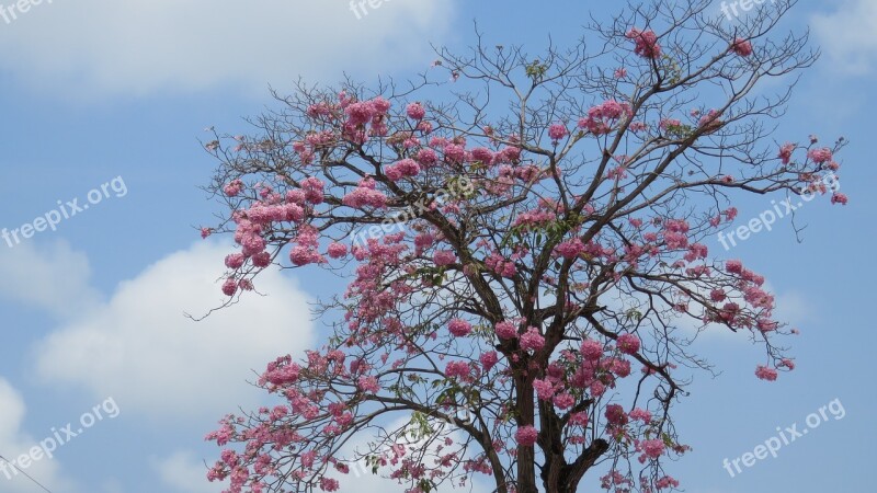 Tree Pink Flowers Blue Sky Cloud And Tree Free Photos