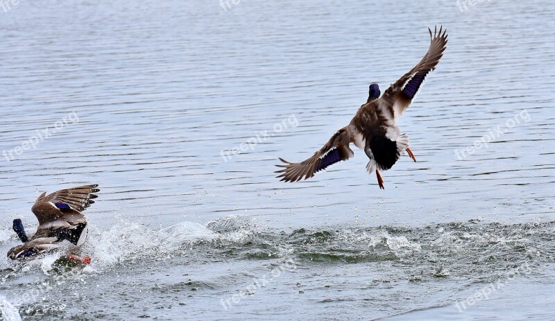 Ducks Mallards Landing Water Water Bird