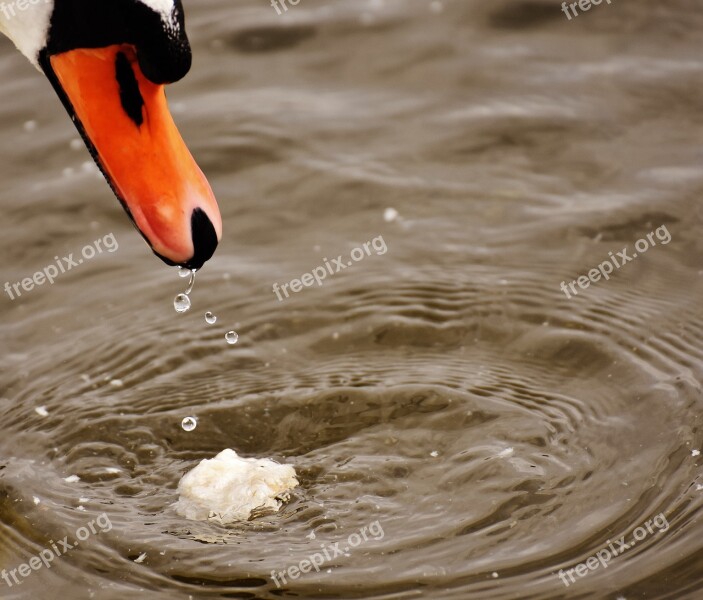 Swan Water Bird Eat Bill Bread