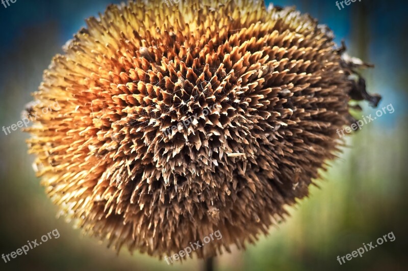 Sunflower Plant Nature Bud Faded