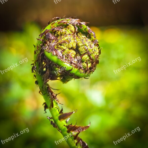 Fern Forest Leaves Green Plant