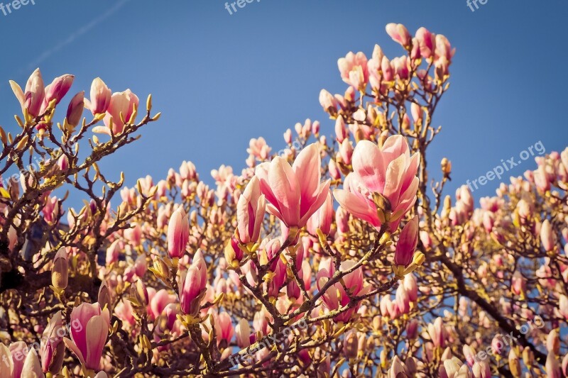 Magnolia Tree Flowers Blossom Bloom