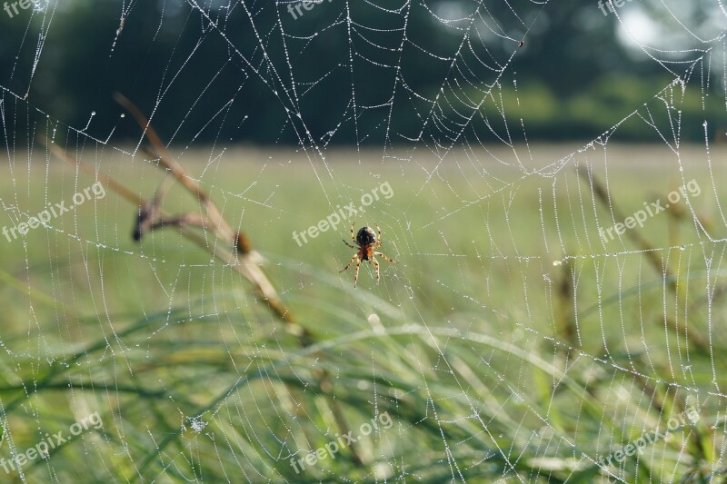 Spider Cobweb Nature Free Photos