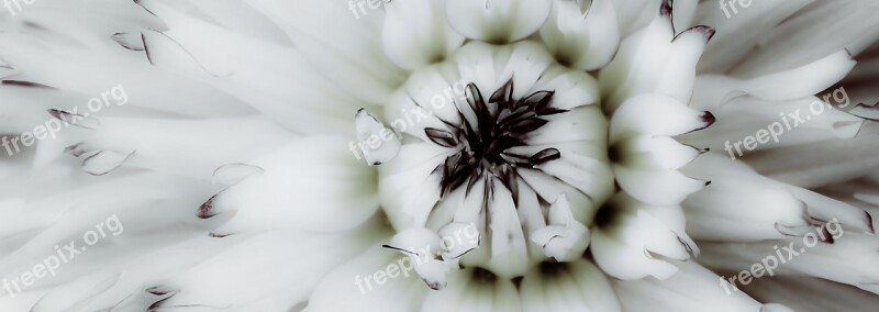 Dahlia Flower Bloom Blossom Bloom