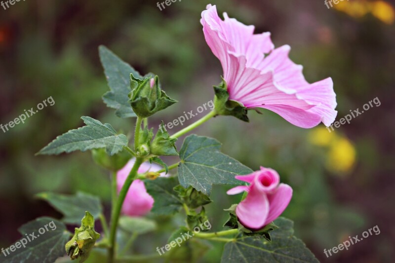 Flowers Pink Mallow Plant Nature