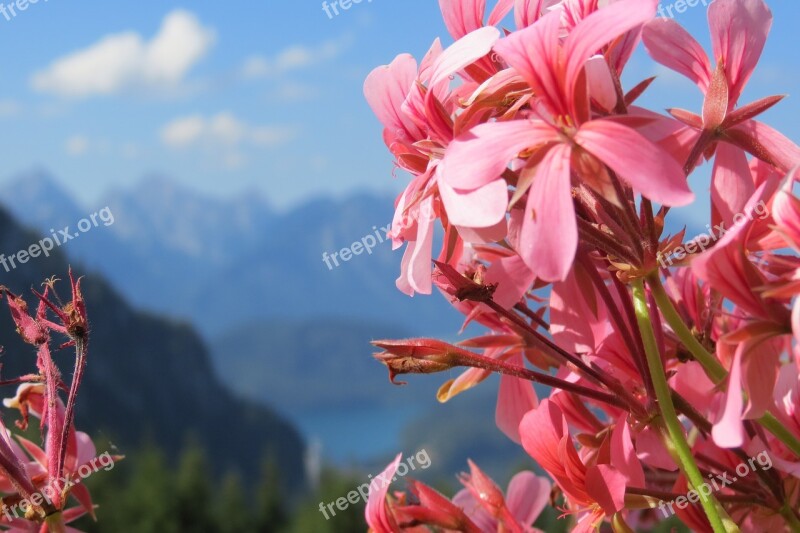 Pink Blue Flower Mountain Lake