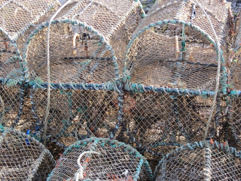 Lobster Basket Trap Seafood Crab