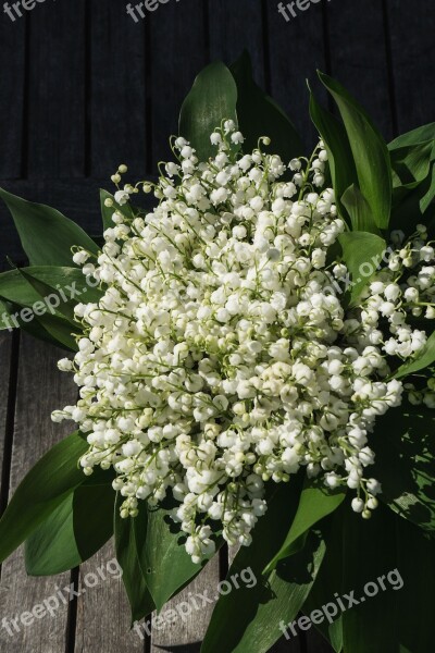 Lily Of The Valley Flower Blossom Bloom Plant