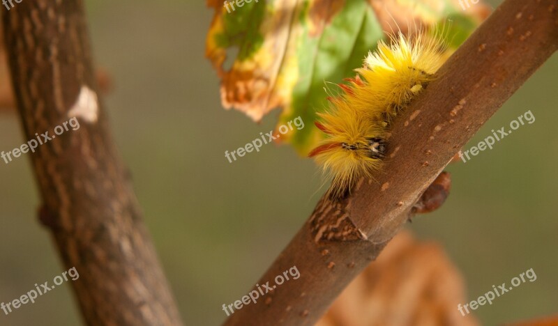 Maple Beef Owl Caterpillar Hairy Yellow Yellow Orange