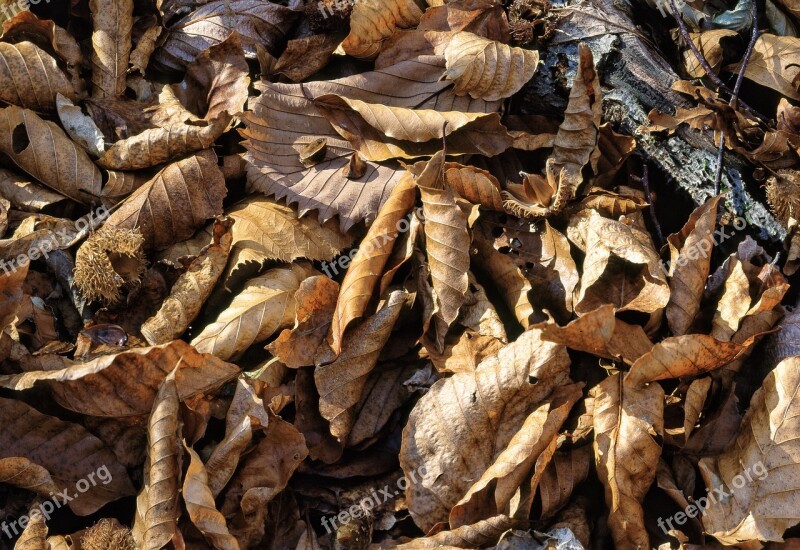 Fallen Leaves Beech Forest Shirakami-sanchi World Heritage Area Late Autumn Japan