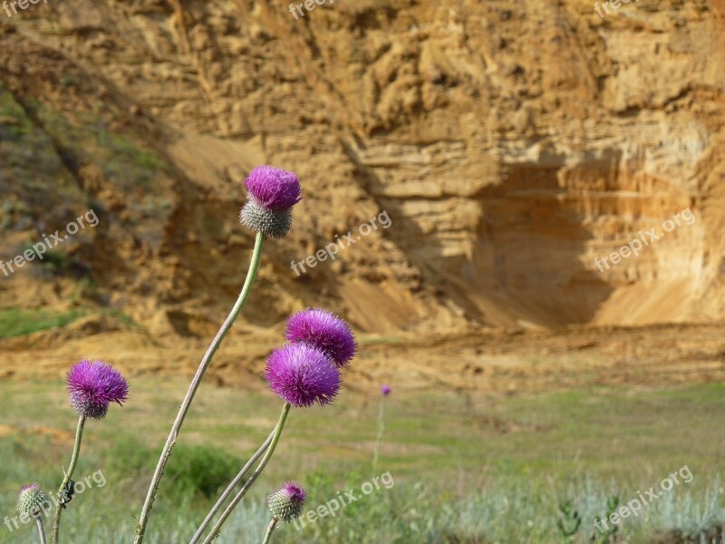 Flowers Irina Nature Summer Beautiful