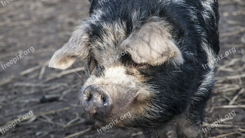 Petting Pig Animal Mud Nose