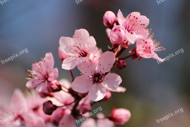 Blood Plum Flowers Spring Tree Bloom