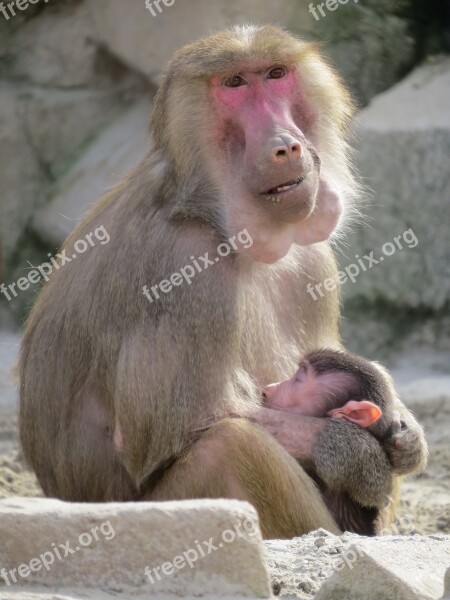 Baboon Monkey Zoo Young Baby