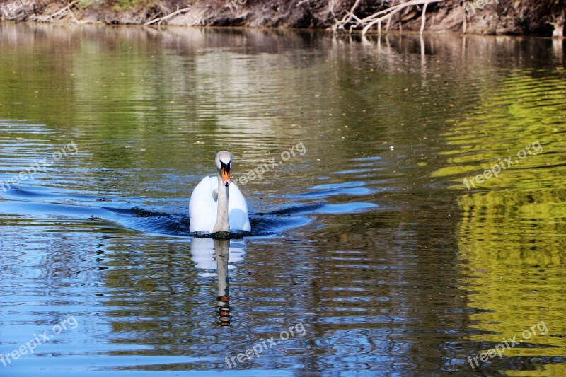 Swan Old Rhine Rhine Rhine River Animal