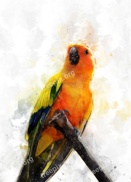 Parakeet Parrot Bird Tropical Colorful