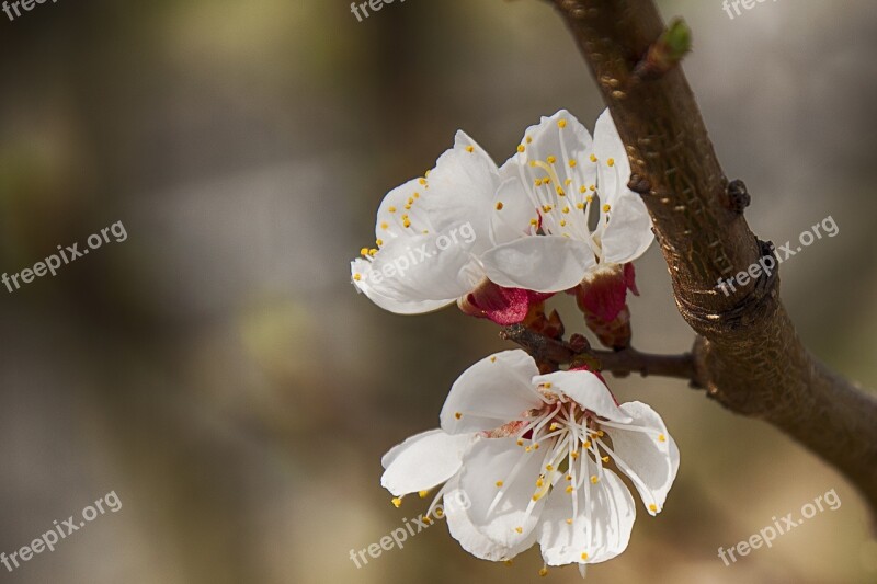 Flowers Nature Plant Spring Tree Blossoms