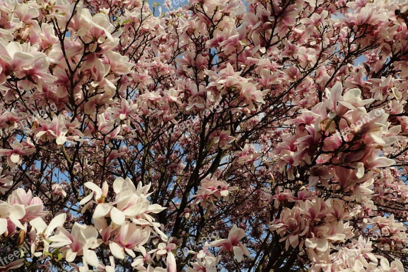 Magnolia Magnolia Tree Spring Pink Plant