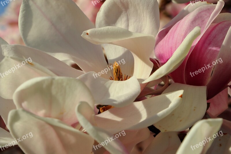 Magnolia Magnolia Tree Spring Pink Plant