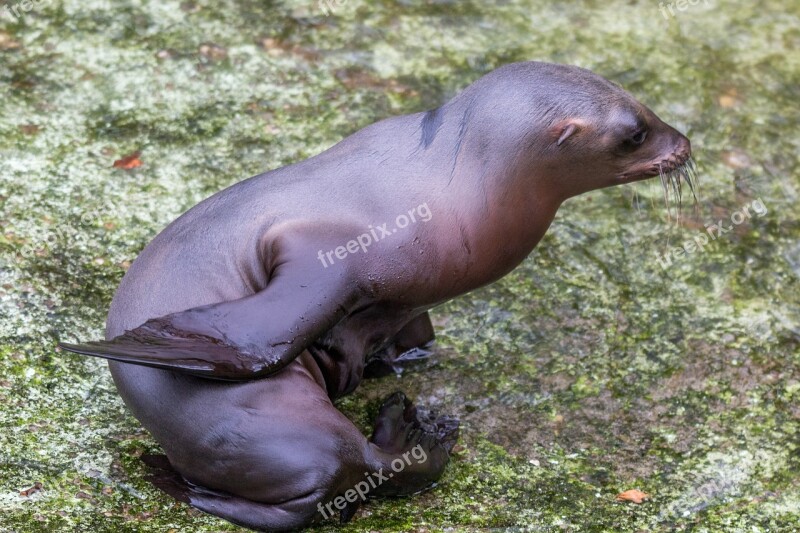 California Sea Lion Sea ​​lion Young Animal Water Creature Sea Animal