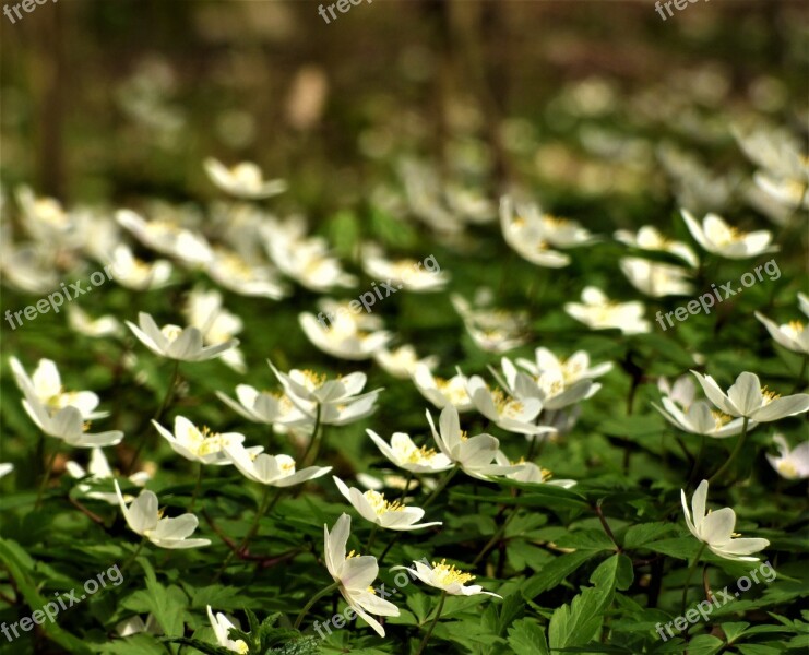 Wild Anemone Forest Anemone Nemorosa Wood Anemone Background