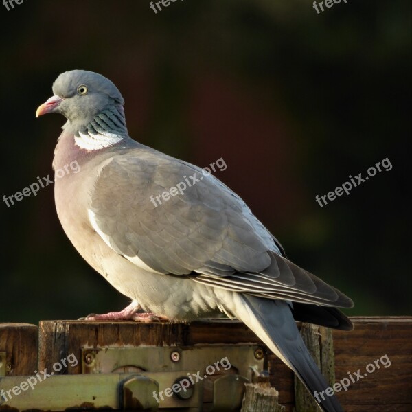 Dove Plumage Bird Feather Standing