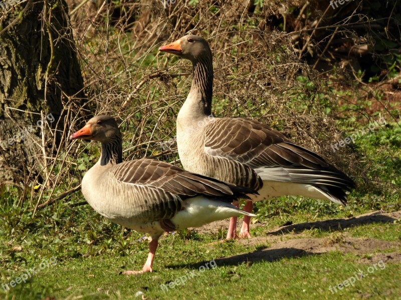 Wild Geese Goose Bird Migratory Birds Animal World