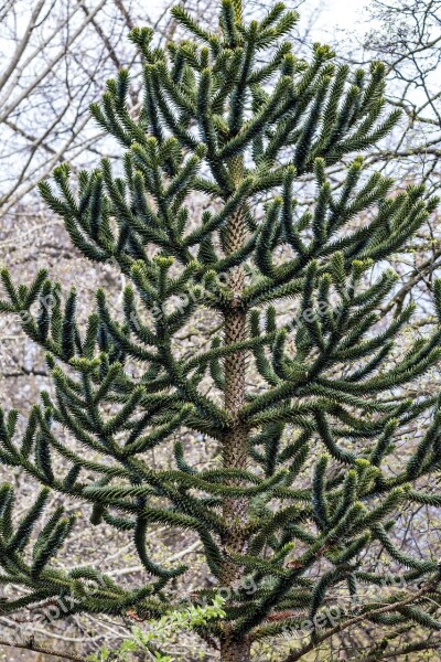 The Chilean Araucaria Araucaria Araucana Chile Pine Chile Fir Snake Tree