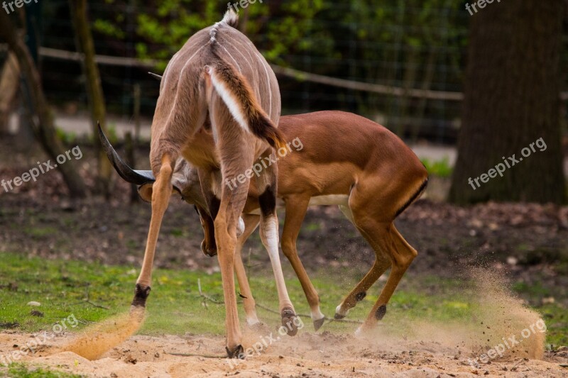 Large Kudu Antelope Africa Kudu Antler