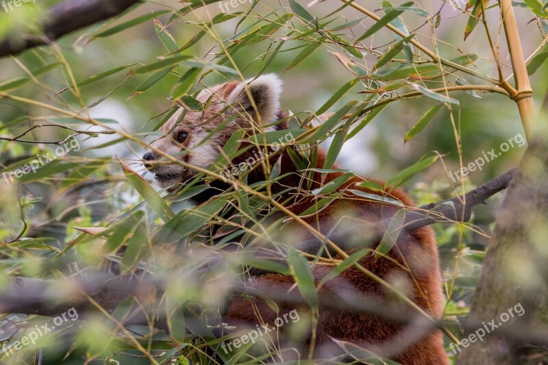 Panda Red Panda Bear Cat Hiding Place Tree