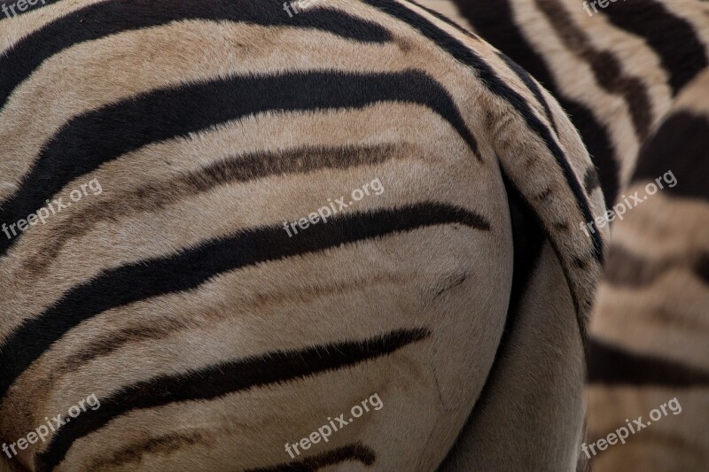 Zebra Rump Pattern Close Up Black And White