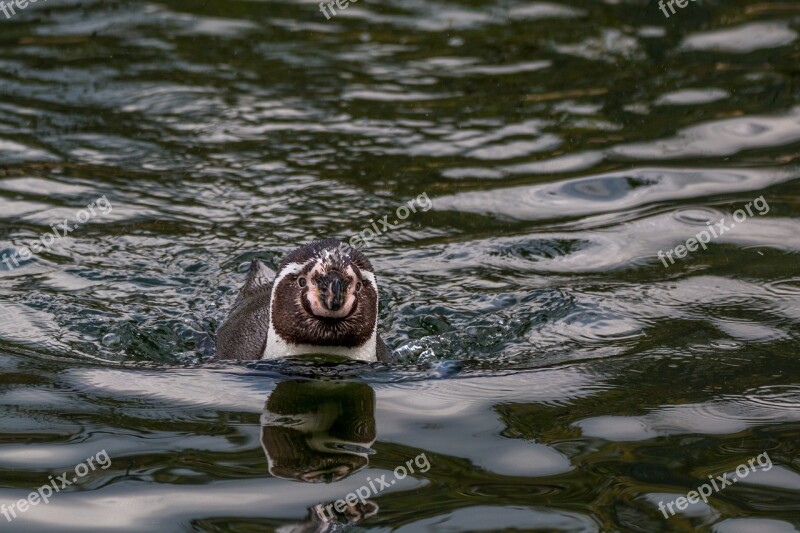 Humboldt Penguin Swim Penguin Water Bird Humboldt