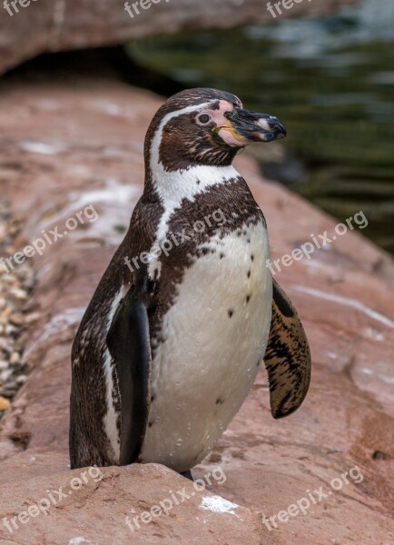 Humboldt Penguin Penguin Water Bird Humboldt Spheniscus Humboldti