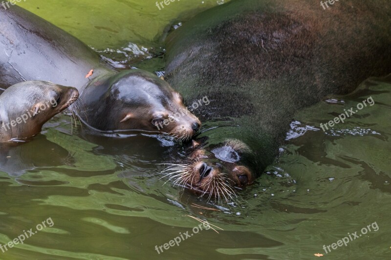 California Sea Lion Sea ​​lion Water Creature Sea Animal Head