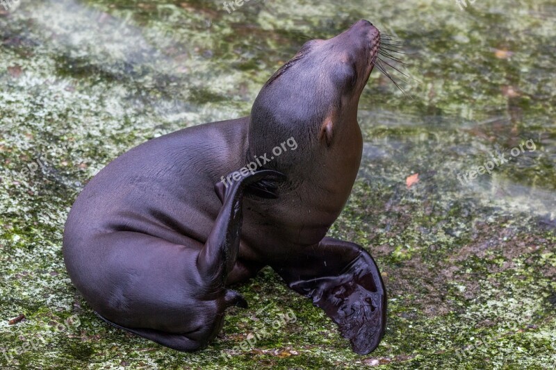 California Sea Lion Sea ​​lion Young Animal Water Creature Sea Animal