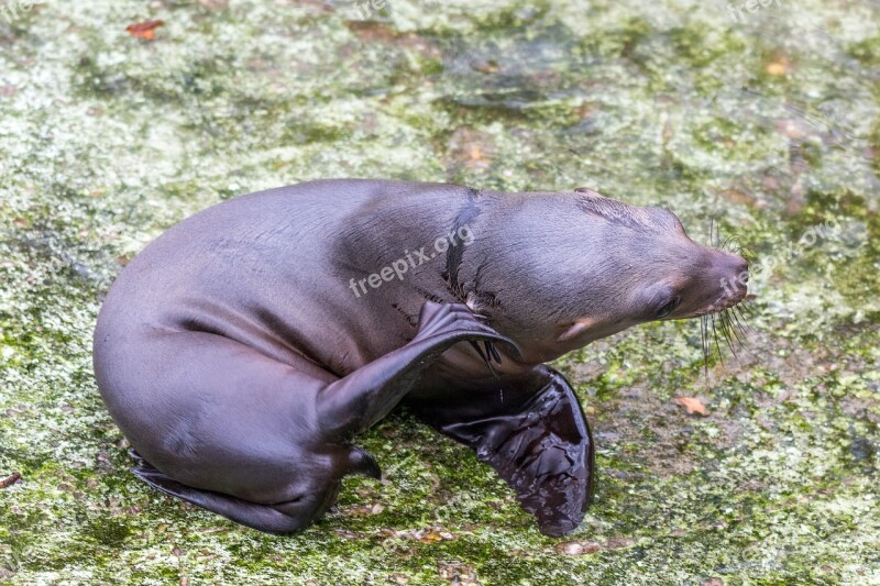 California Sea Lion Sea ​​lion Young Animal Water Creature Sea Animal