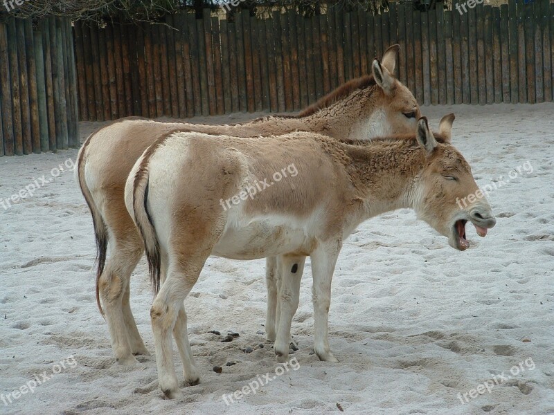 Donkeys Animals Funny Photo Zoo Free Photos