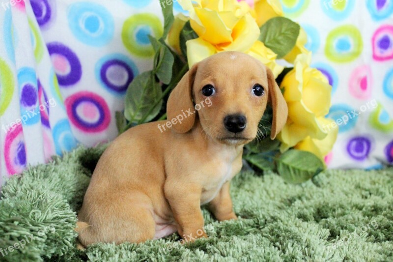 Puppy Cute Purebred Free Photos