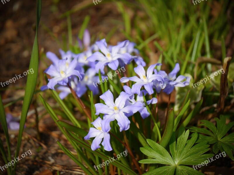 Starflower Blue Spring Violet Purple