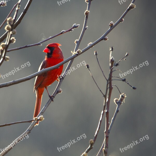 Cardinal Bird Red Nature Wildlife