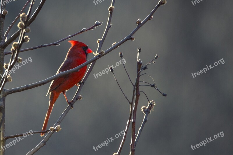 Cardinal Bird Red Nature Wildlife