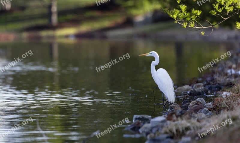 Egret Bird Great Egret Wildlife Beak