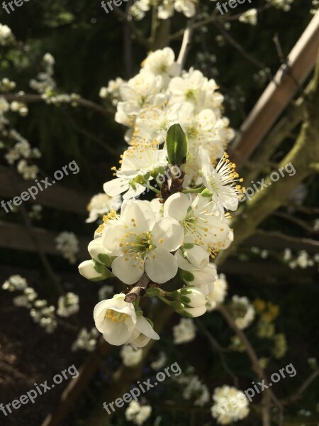 Plum Tree Plum Blossom Morning Sun Spring Nature