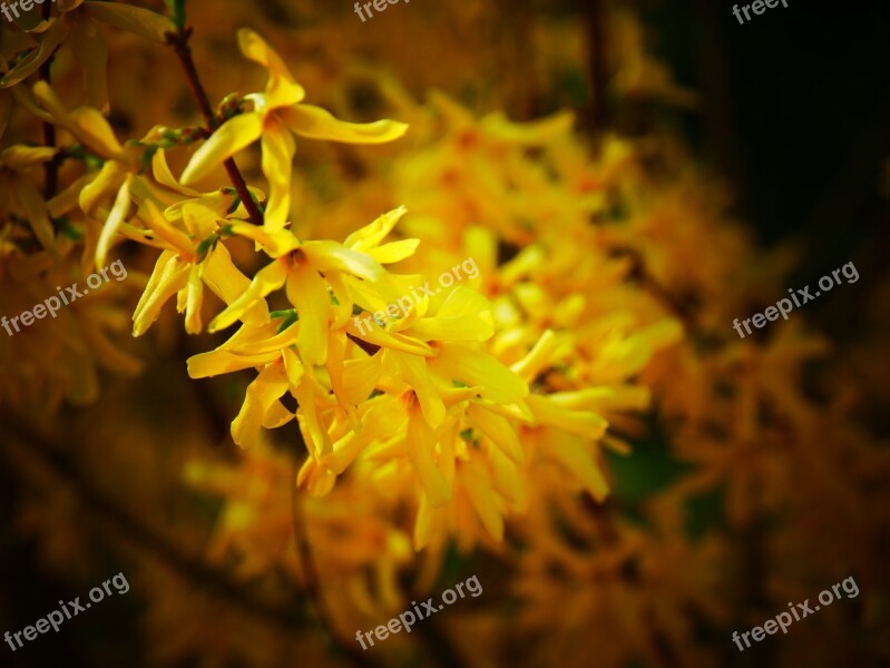 Flowers Yellow Yellow Flower Plant Public Record