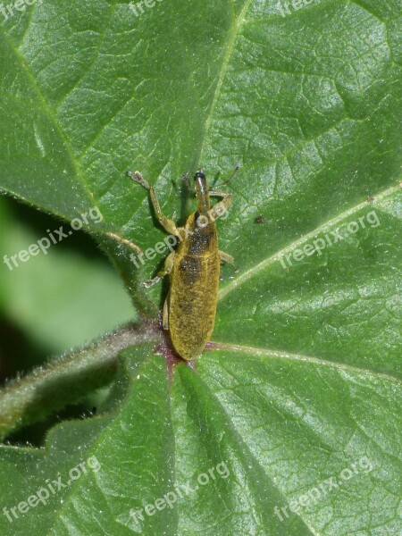 Lixus Angustatus Lixus Beetle Mallows Morrut Of Them Malves Leaf